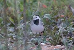 Motacilla alba