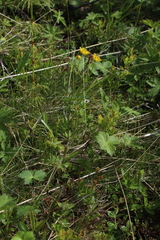 Ranunculus propinquus subborealis