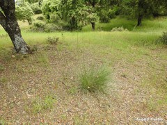 Celtica gigantea