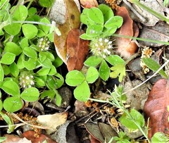 Trifolium striatum