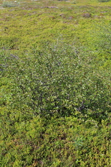 Betula alpestris