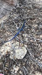 Cnemidophorus espeuti