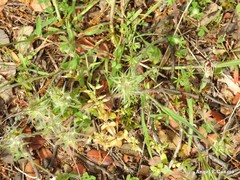 Galium parisiense