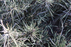 Ephedra compacta