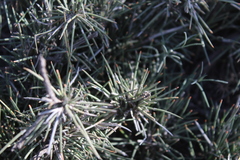 Ephedra compacta