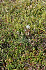 Oxytropis sordida