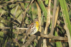Emberiza poliopleura
