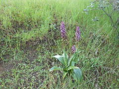 Himantoglossum robertianum