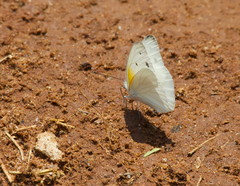 Belenois antsianaka