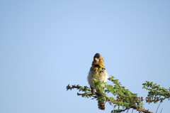 Trachyphonus darnaudii