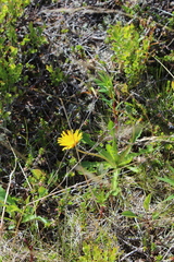 Taraxacum croceum