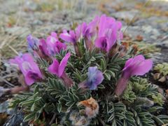 Oxytropis eriocarpa