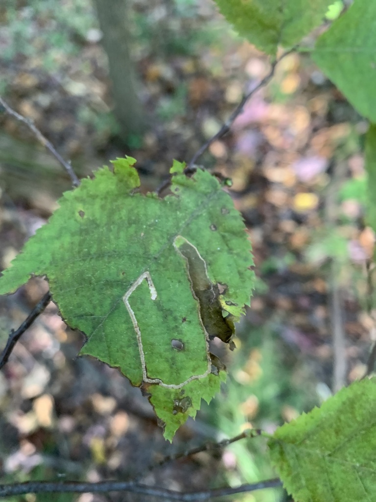 Stigmella ostryaefoliella