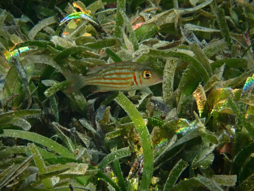 Ornate Emperor — seen at this dive site