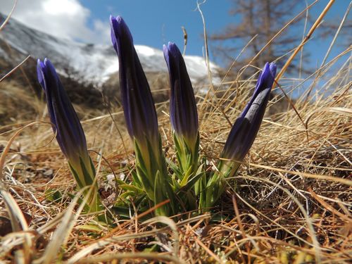 Gentiana grandiflora