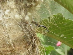 Drepanorhynchus reichenowi