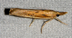 Fissicrambus profanellus