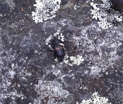 Astylus aulicus