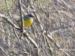 Motacilla flava cinereocapilla