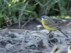 Motacilla flava iberiae