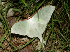 Actias artemis