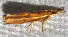 Fissicrambus profanellus