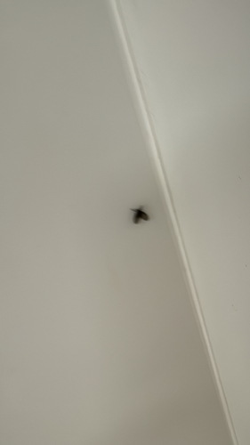 Unknown species found near Taylor Ave, Columbus, OH, US
