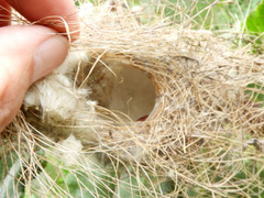 Drepanorhynchus reichenowi