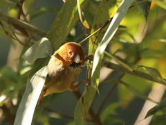 Neosuthora davidiana