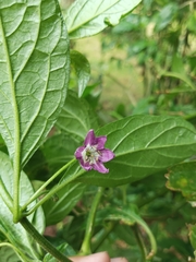 © Samuel García, some rights reserved (CC-BY-NC)