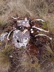 Astylus aulicus