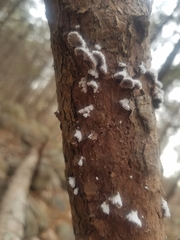 Schizophyllineae