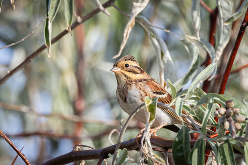 Escribano rústico (Emberiza rustica)