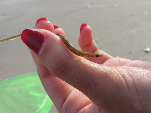 Nerophis lumbriciformis