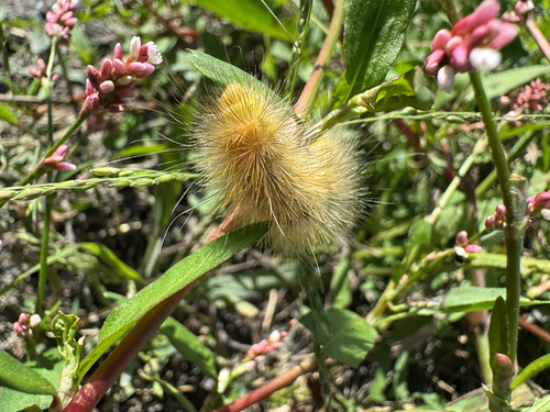 Virginian Tiger Moth