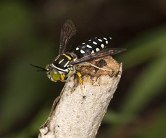 Stictia maculata