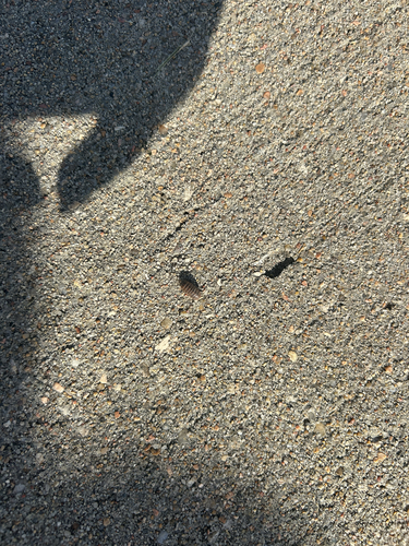 Common Pill Woodlouse
