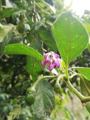 © Isabella Salomé Zurita Iñiguez, some rights reserved (CC-BY-NC)