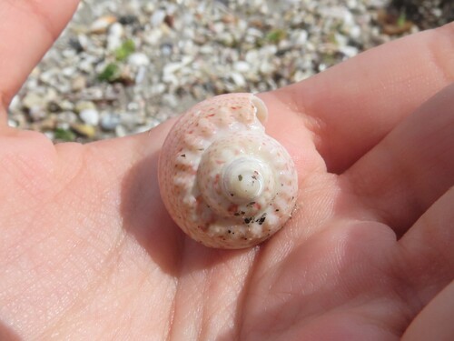 Gibbula magus