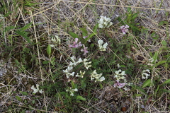 Oxytropis sordida
