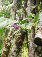 © Isabella Salomé Zurita Iñiguez, some rights reserved (CC-BY-NC)