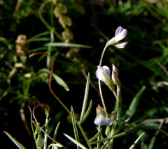 Vicia hulensis