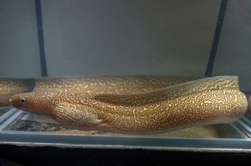 Zoetwater-murene (Gymnothorax tile) — Muraenidae — 5