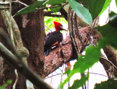 Campephilus rubricollis