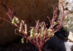 Vicia ervilia