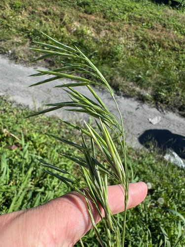 Smooth Brome