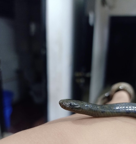 Mizo Brook Snake