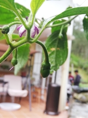 © Isabella Salomé Zurita Iñiguez, some rights reserved (CC-BY-NC)