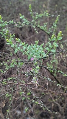 Pereskia diaz-romeroana, photograph (c) Thibaud Aronson, some rights reserved (CC BY-SA)