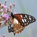 Regal Swallowtail - Photo (c) David Bygott, some rights reserved (CC BY-NC), uploaded by David Bygott